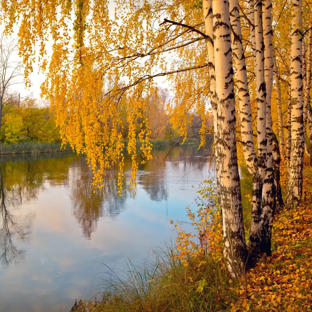 Golden autumn trees by water, calm and balance in therapy