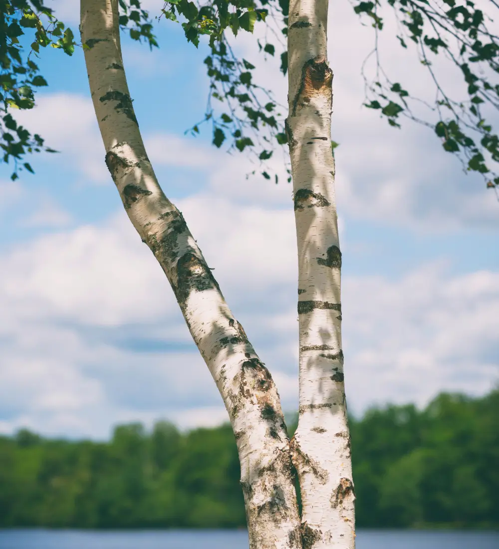 White birch trees against blue sky, symbol of growth and resilience